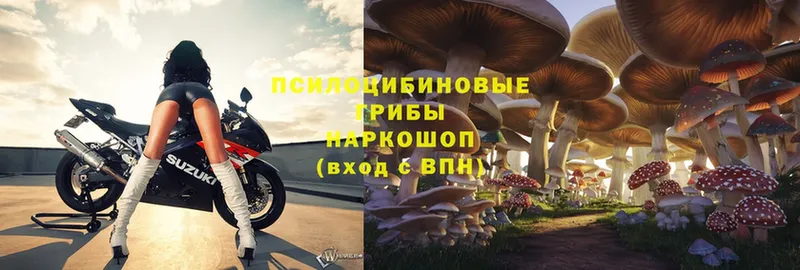 omg ТОР  Уяр  Галлюциногенные грибы Psilocybe 